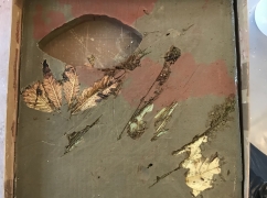 An image of plaster with imprints of leaves.