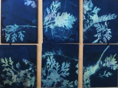 Cyanotype photos in a grid. The photos have a dark blue background with white silhouettes of plant and organic matter.